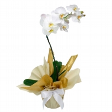 Orqudea Phalaenopsis Branca 2