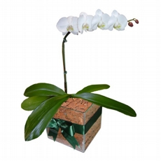 Orqudea Phalaenopsis Branca