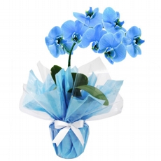 Orqudea Phalaenopsis Azul 