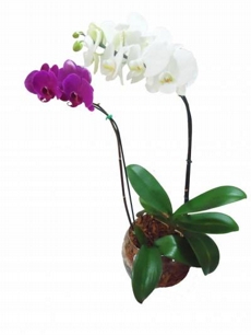 Orqudea Dupla Phalaenopsis