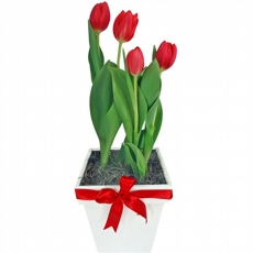 Tulipa plantada