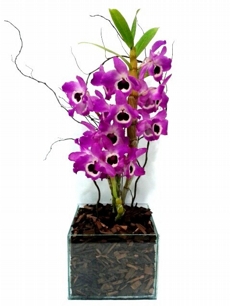 Orqudea Dendrobium no Vaso.