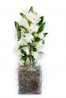 Orqudea Dendrobium Branca no Vaso 