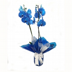 Orqudea Phalaenopsis Azul 3