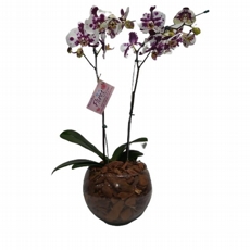 Orqudea Phalaenopsis Com Duas Haste Mesclada no Vaso de Vidro