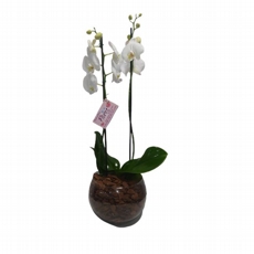 Orqudea Phalaenopsis Brancas Com Duas Hastes no Vaso de Vidro