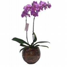 Orqudea Phalaenopsis duas hastes, Lils no vaso de vidro