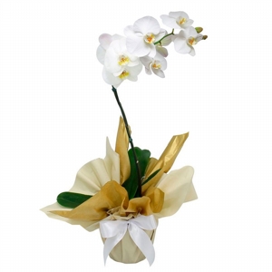 Orquídea Phalaenopsis Branca 2