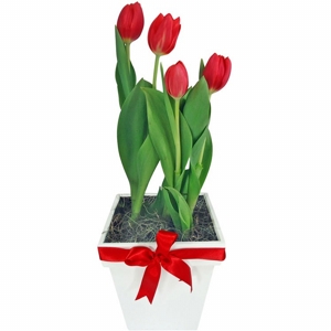 Tulipa plantada