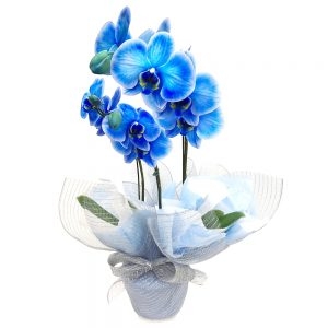 Encanto de orquídeas azuis