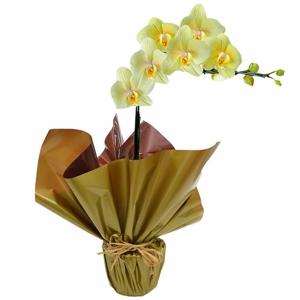 Orquidea Phalaenópsis Amarela 