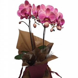 Orqudea Phalaenopsis Duas Hastes Rosa