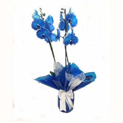 Orquídea Phalaenopsis Azul 3