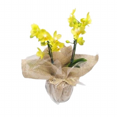 Mini Orquídea Amarela
