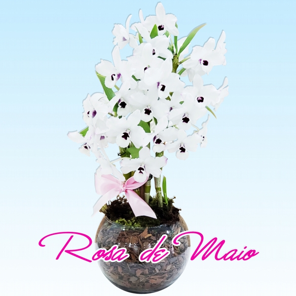 RM 215 - ORQUÍDEA DENDROBIUM BRANCA