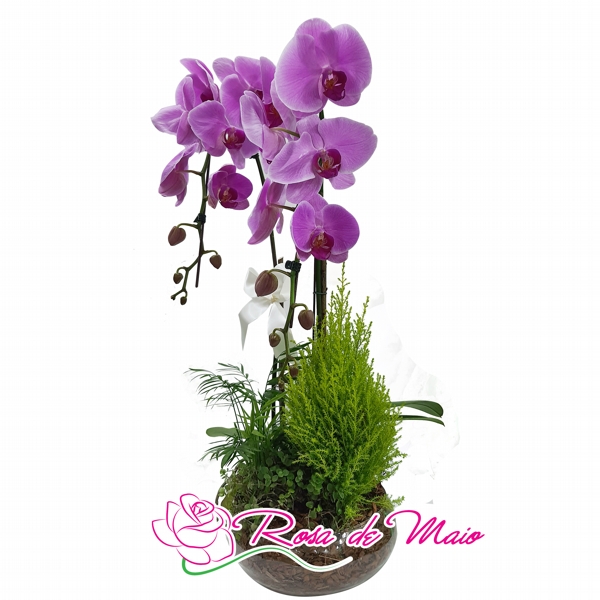 VASO PLANTADO DE MINI ORQUDEA PHALAENOPSIS - RM 245 