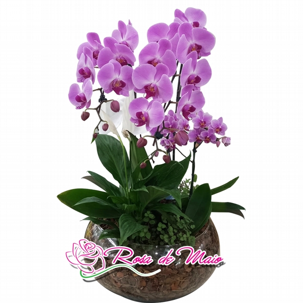 VASO PLANTADO DE ORQUDEA PHALAENOPSIS GRANDE E MINI - RM 248 