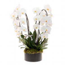 Deslumbrante Orquidea Branca  Cascata No Vaso de Vidro Redondo Com 2 Hastes