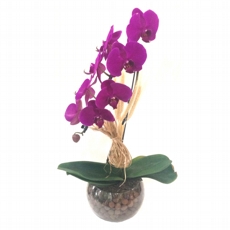 Orquidea Cascata lilas no vaso de vidro