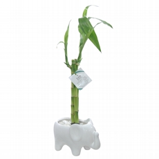 Lucky Bamboo Elefante (Cores variadas)