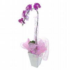 Belissima Orquidea Cascata no Vaso de Vidro Espelhado - Lilas Escuro