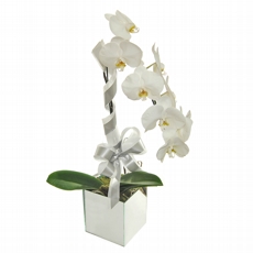 Lindissima Orquidea Cascata Branca no Vaso Quadrado