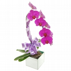 Linda Orquidea Cascata Pink no Vaso Espelhado de Vidro