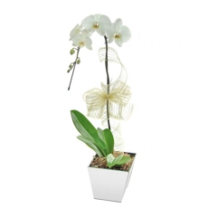 orquidea pharenopsis 1 haste branca baso espelhado