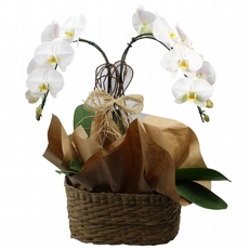 Orquidea Phalaenopsis Branca Sofisticada No Vaso