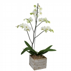 Orqudea Phalaenopsis Branca Com 1 Haste