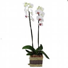 Orqudea Extica No Cachep De Madeira - Duas Hastes