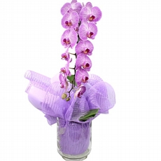 Orquidea Exotica Cascata No Vaso De Vidro
