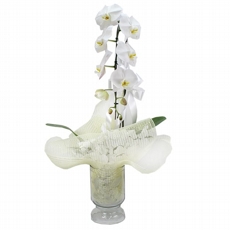 Orquidea Branca Cascata No Vaso De Vidro