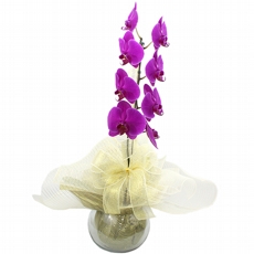 Orqudea Cascata Lils No Vaso De Vidro na Tela