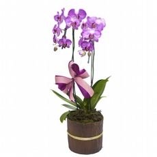 Orqudea lilas exotica duas hastes