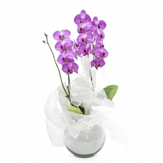 Orqudea Cascata lils extica duas hastes no aqurio