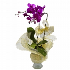 Orqudea lils na tela - 2 hastes