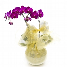 Orqudea Lils na tela bege no aqurio