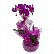 Orqudea Lilas na tela pink no aqurio