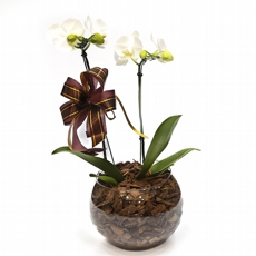 Orqudea Branca no aqurio com cascalho