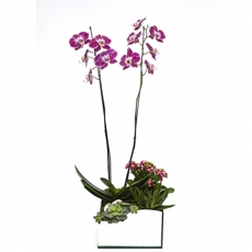 Orqudea Extica Lils no vaso espelhado