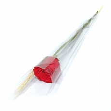 Rosa Vermelha Embalada Para Presente