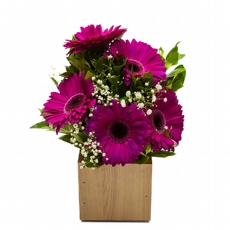 Arranjo de Grberas Pink no Cachepot
