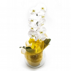Lindissima Orquidea Cascata Branca e Tela Dourada