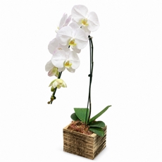 Orqu�dea Phalaenopsis Branca em Cachep� de Madeira R�stico