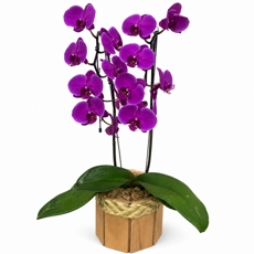 Orqu�dea Phalaenopsis Roxa no Cachep� de Madeira � Presente Elegante