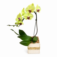 Orqu�dea Phalaenopsis Amarela no Cachep� � Presente Sofisticado