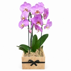 Orqu�deal Lil�s Sofisticada