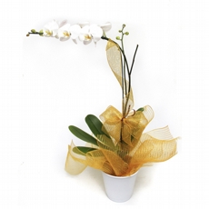 Orquidea Phalaenopsis Branca No Vaso de Alumnio