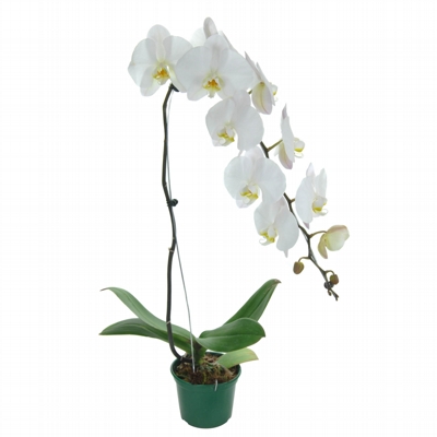 Orquídea Phalaenopsis Cascata Branca- SEM EMBALAGEM